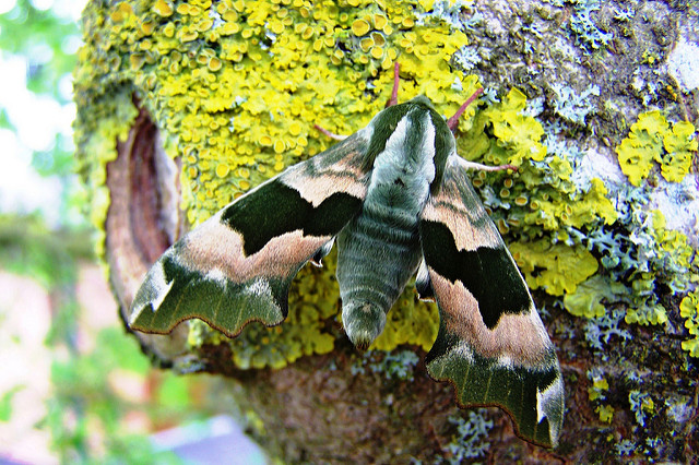 The moth with no mouth – Stonehouse Gardening Club