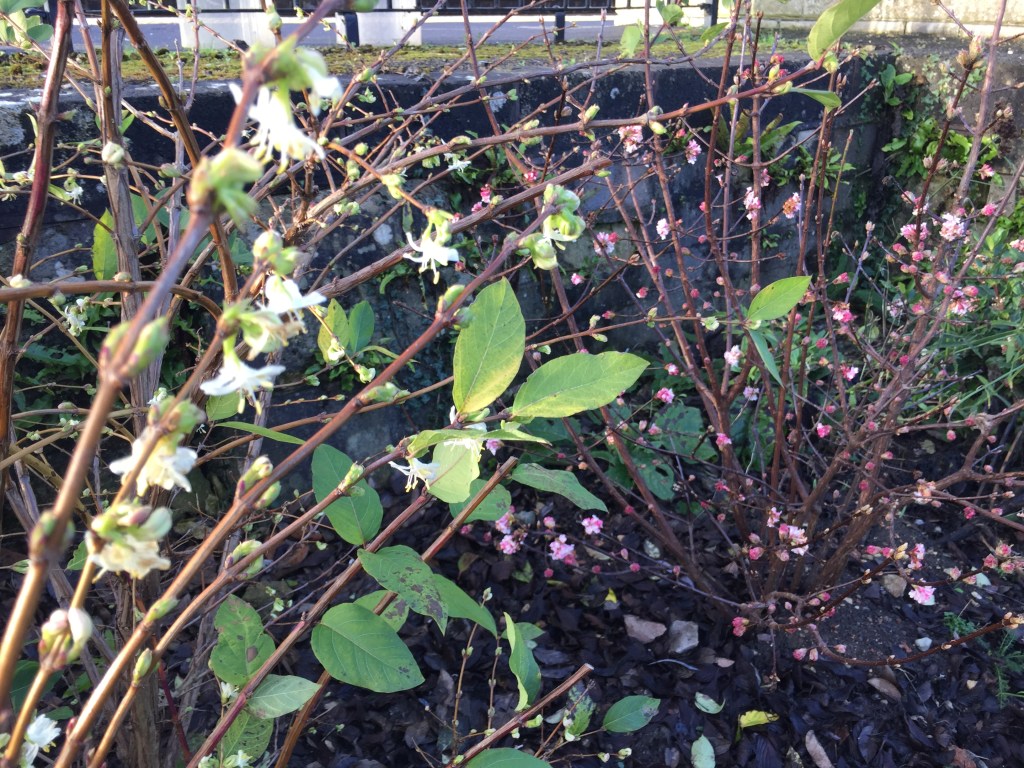 Stonehouse Gardening Club planted honeysuckle and daphne to their Winter Wildlife Garden in Stonehouse by the train station
