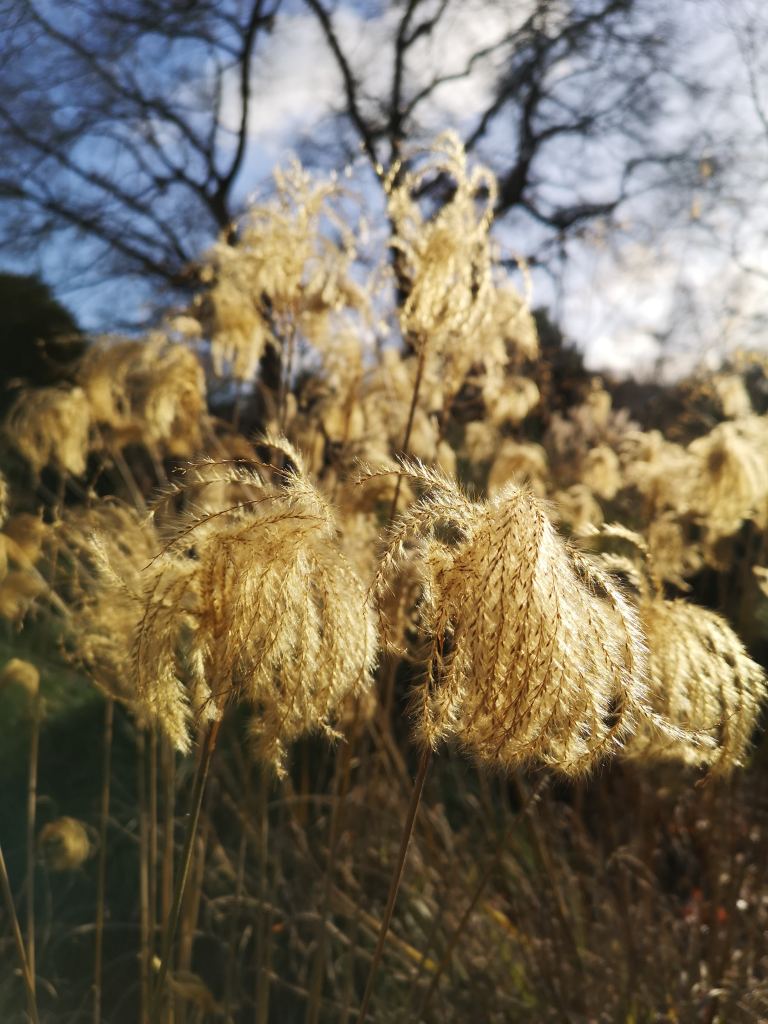 Feathery seed heads glow in the winter sun at RHS Garden Wisley. An example of winter garden ideas for members of the Stonehouse Gardening Club