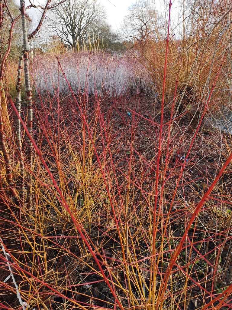 Reeds with strange shaped heads perform as wind instruments as well as percussion