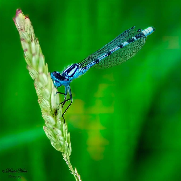 Blue dragonfly