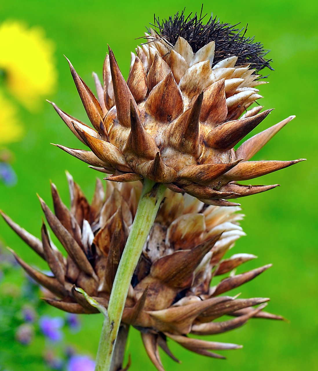 Artichoke seed heads