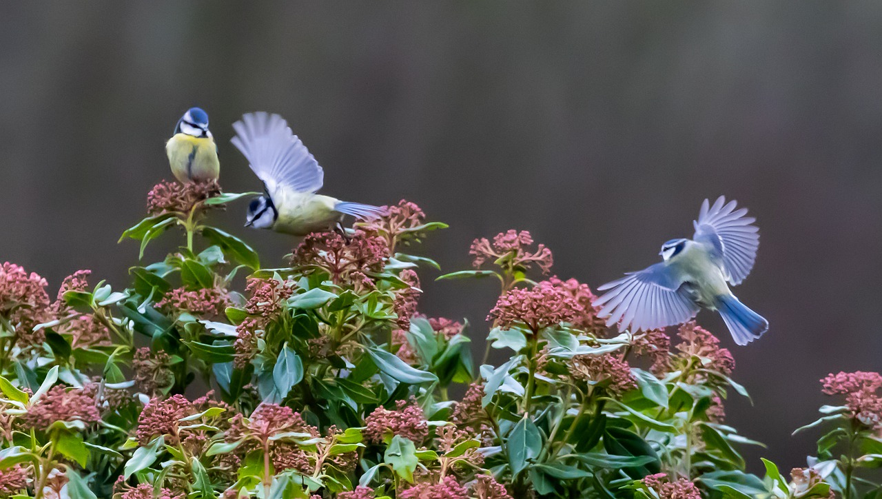 Blue tits on bush