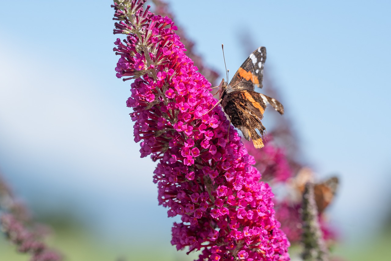 Butterfly on buddleia