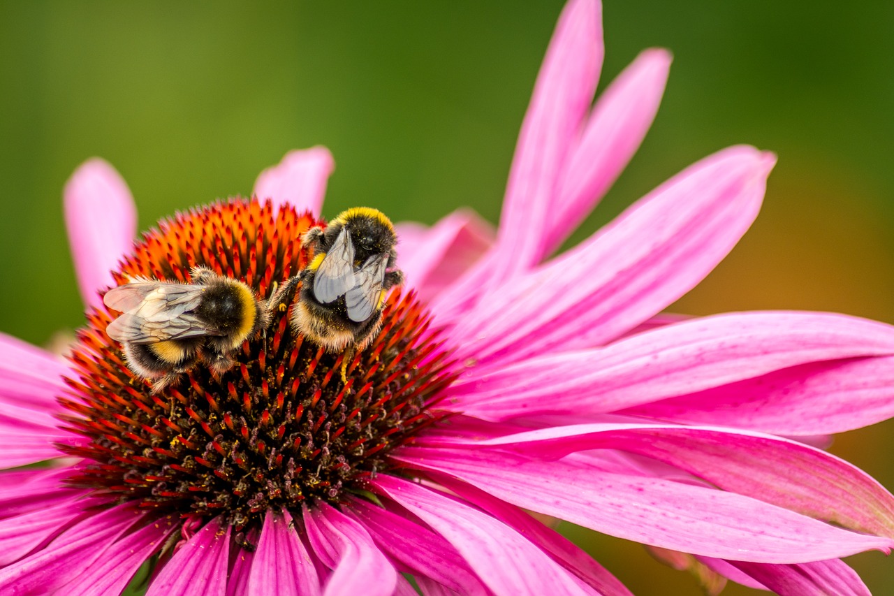 Two bumblebees on flower