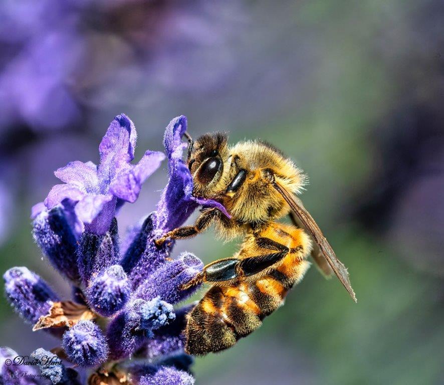 Bee on lavender sucking nectar