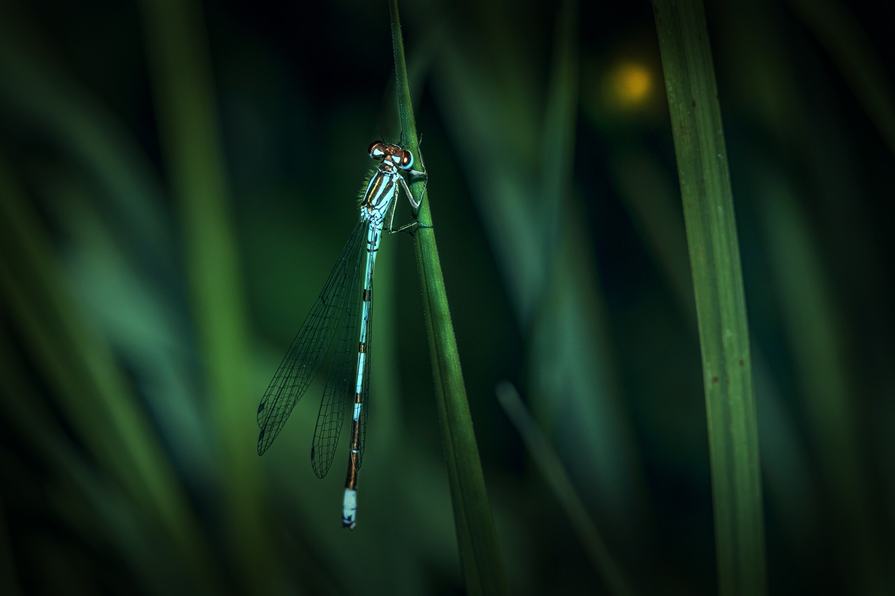 Dragonfly