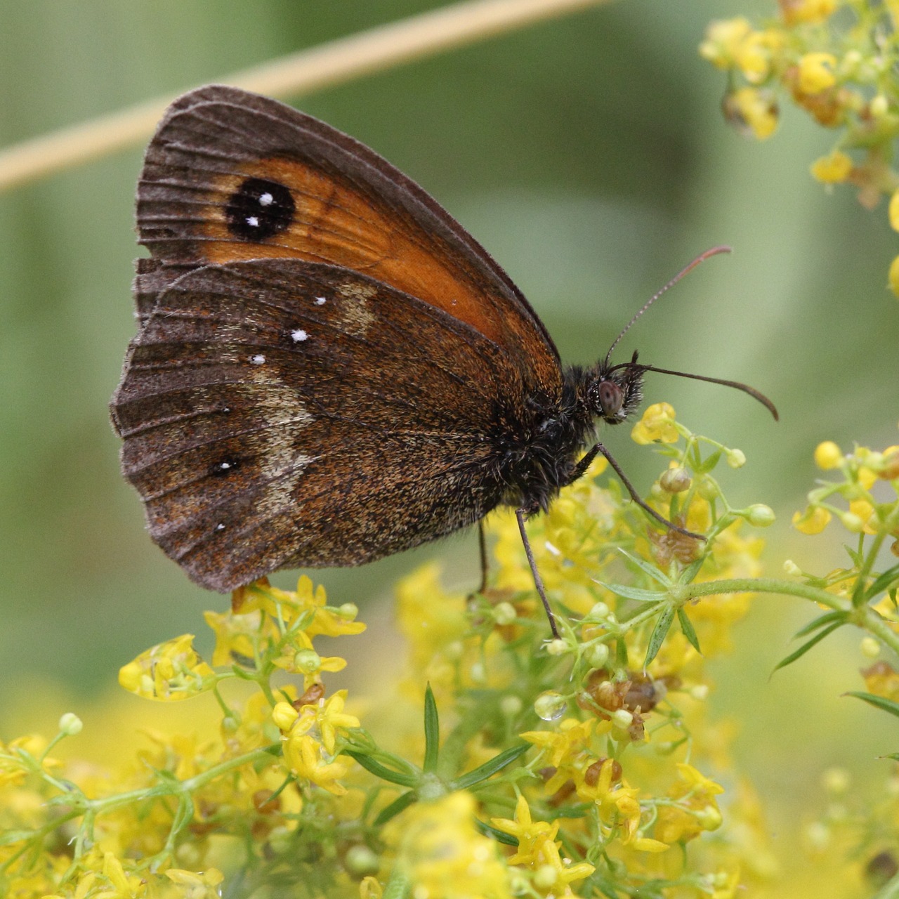 Gatekeeper butterfly