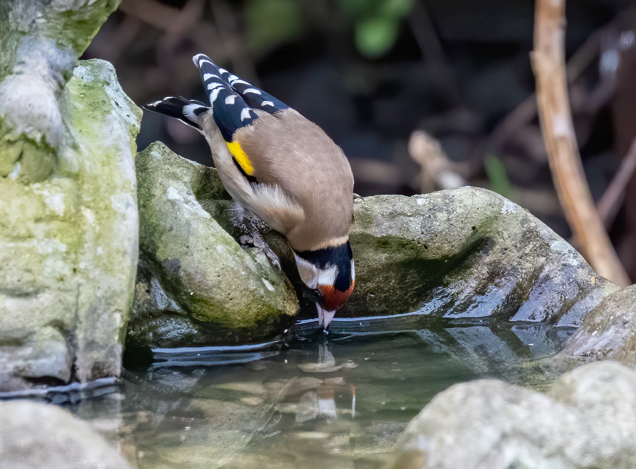 Goldfinch drinking water