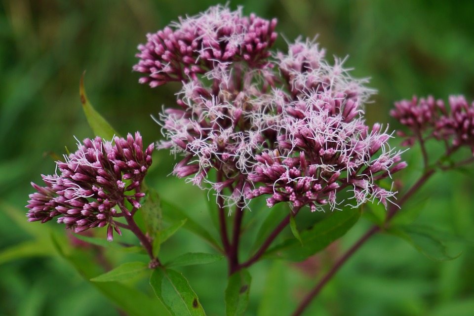 Hemp agrimony flowers