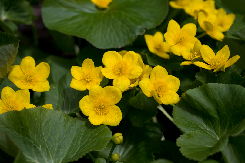 Marsh marigold