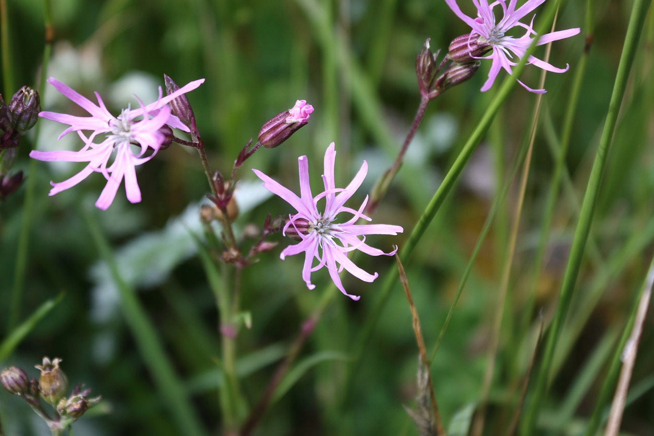 Ragged robin flowers