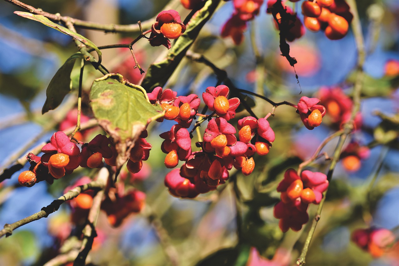 Spindle bush flowers