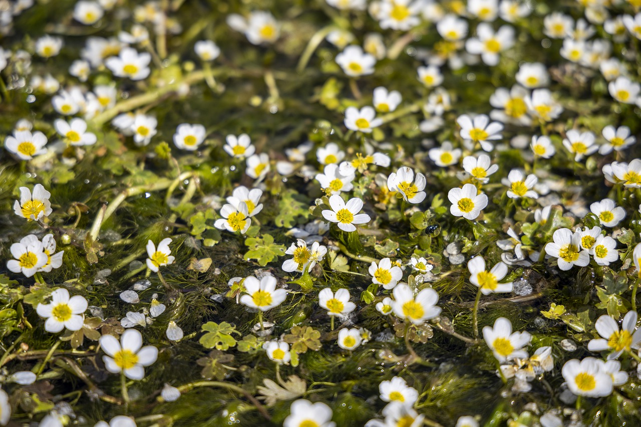 Water crowfoot flowers