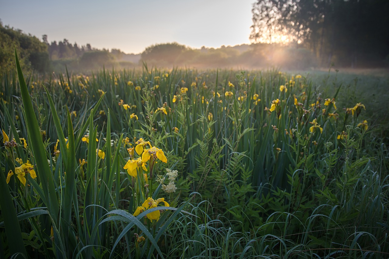 Yellow iris in wild patch