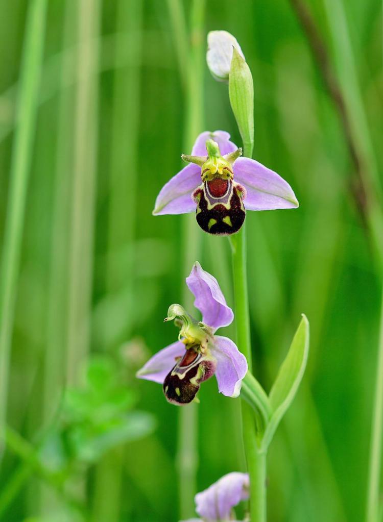 Bee orchid image by Ian Lindsay