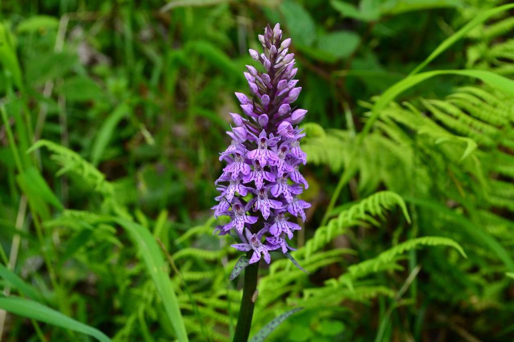 Common spotted orchid - Image by Denise Woltersa