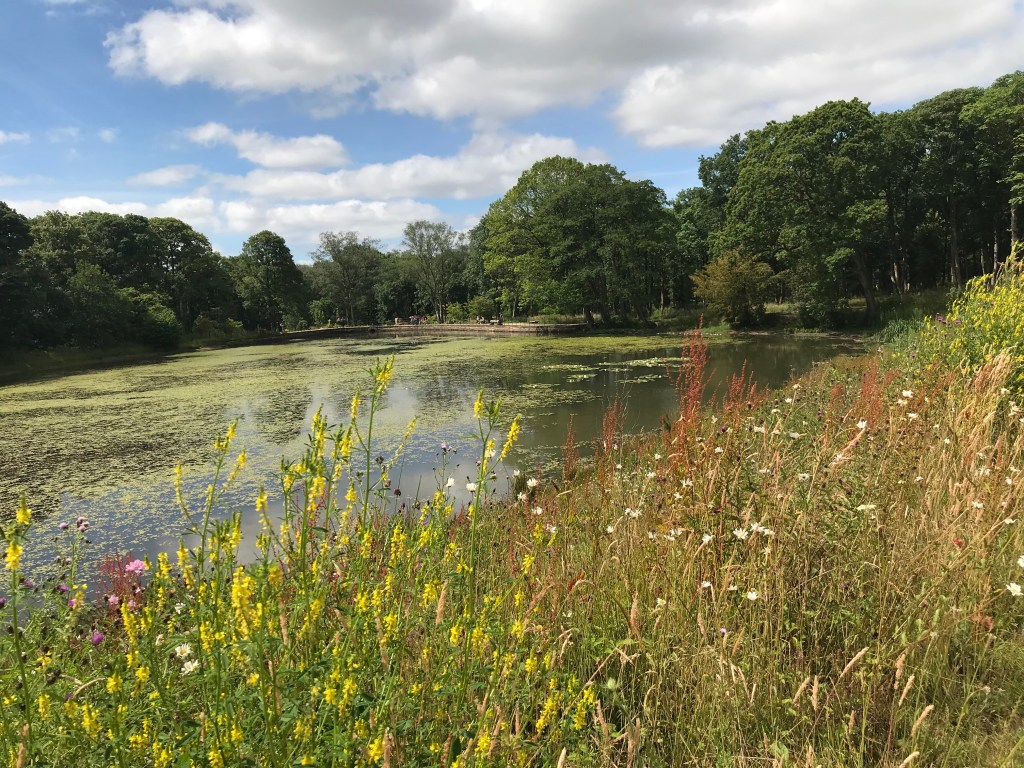 Grasslands along the lake - photo taken during the Stonehouse Gardening Club annual trip to an RHS garden.