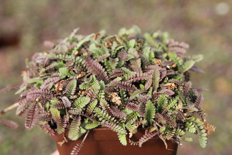 Leptinella squalida. Platts Black in a plant pot
