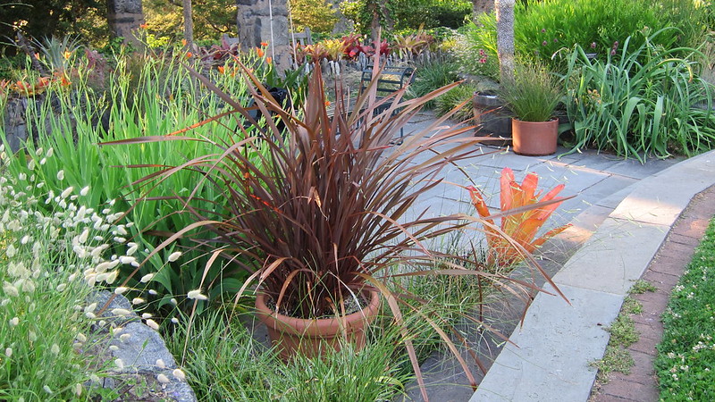 Large Phormiums in plant pot