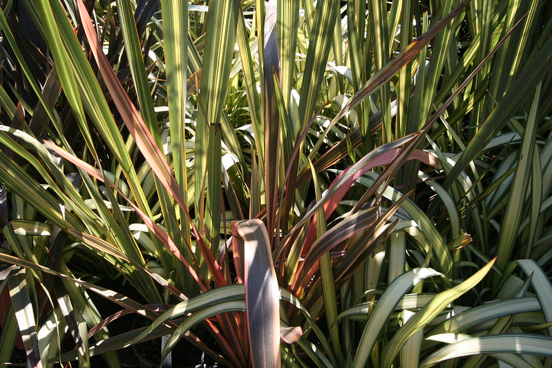 Phormiums leaves