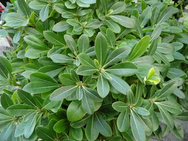Pittosporum leaves