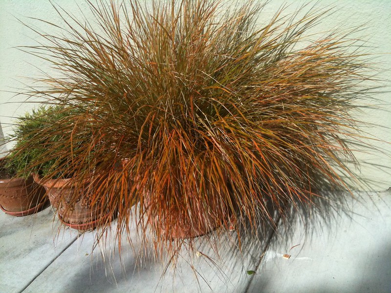Carex testacea